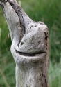 Driftwood Scotland